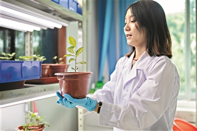 中科院華南植物園實驗室，研究人員手捧培育出的植物。