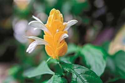 黃蝦花