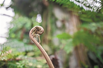 形態(tài)婀娜的熱帶植物。