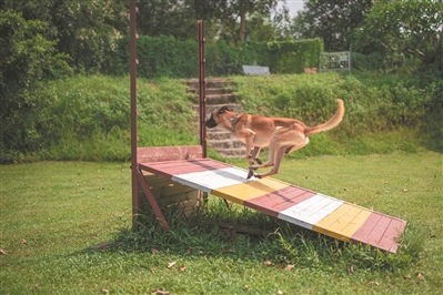一只敏捷的馬犬在教官的指揮下越過障礙。