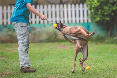 馴犬師與馬犬互動，目的就是跟它建立信任。