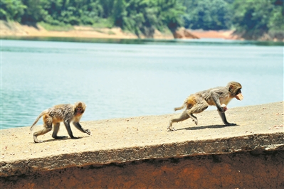 流溪河國家森林公園，猴子追逐覓食