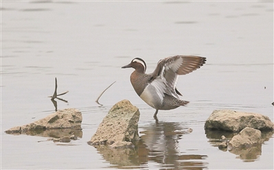 轉(zhuǎn)存圖片