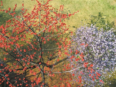 繁花滿城 姹紫嫣紅四季春