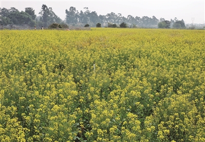 廣州峽石村20畝油菜花爛漫綻放