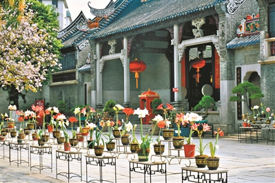 百種朱頂紅爭(zhēng)艷百年名園
