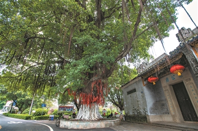 村前古榕遮風(fēng)雨