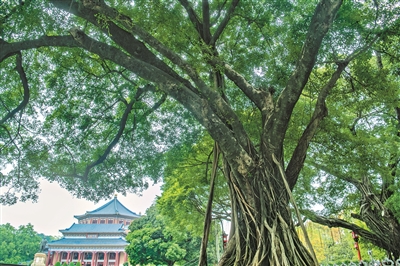 古榕：中山紀(jì)念堂見(jiàn)證者