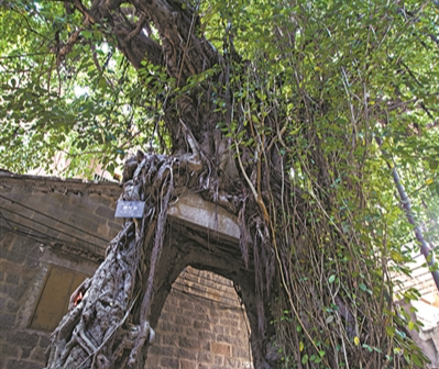 七百年古樹(shù)敞開(kāi)神秘龍門