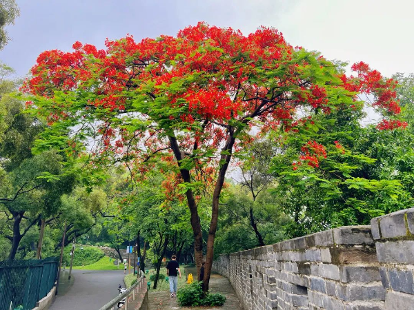 待到鳳凰爛漫時！來越秀公園赴一場鳳凰花之約！