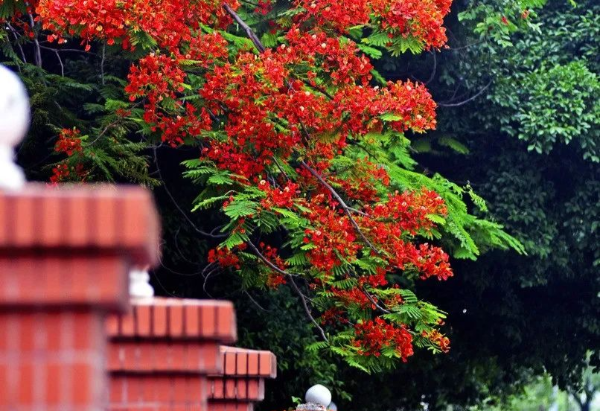 初夏，來花都看花~