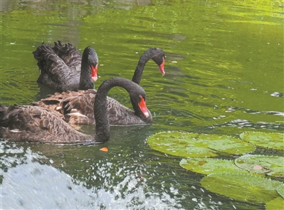 老公園越“秀”越“年輕”2.jpg