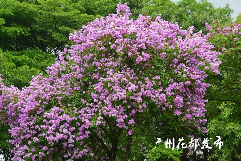 滿街紫薇綻放，花都浪漫等你！