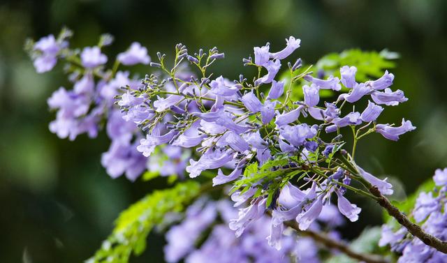 藍(lán)花楹