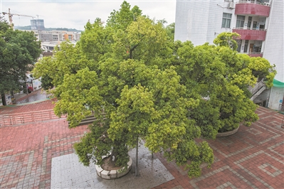 枝繁葉茂黃樟樹(shù) 守護(hù)古村上百年