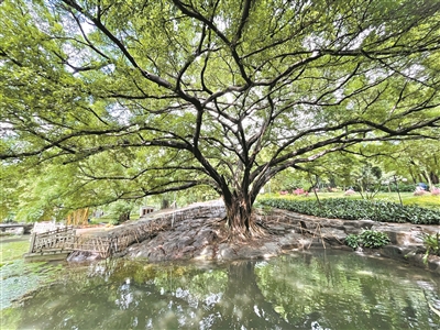 公園休憩 綠樹(shù)成蔭
