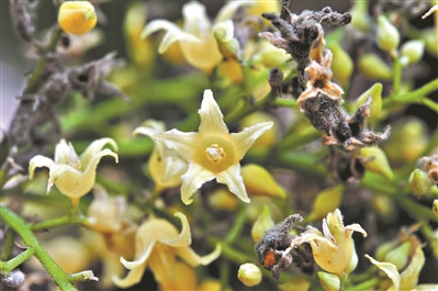 廣州有個(gè)“寶藏植物園”
