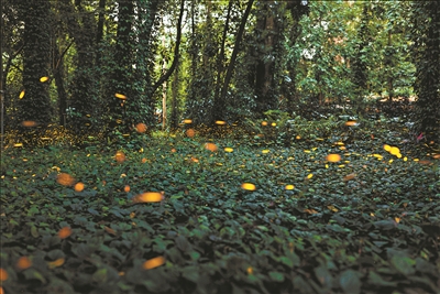 植物園奇妙夜