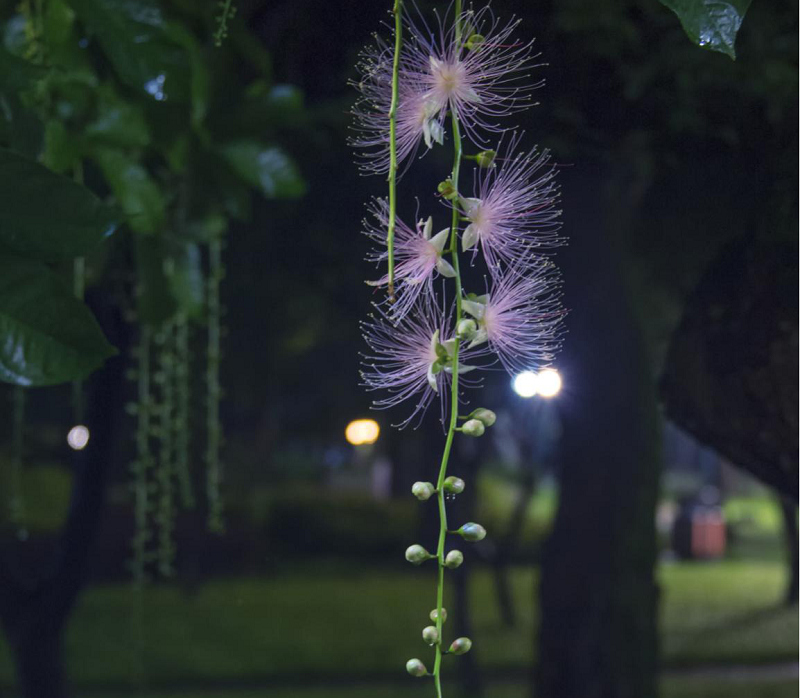 珠江公園奇花玉蕊：馨香如詩 繁華似夢