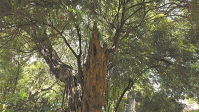 后龍山上這片古木林 日寇砍伐刀痕猶在