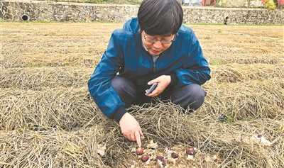 以“粵式松茸”開拓冬季“嘗鮮”路