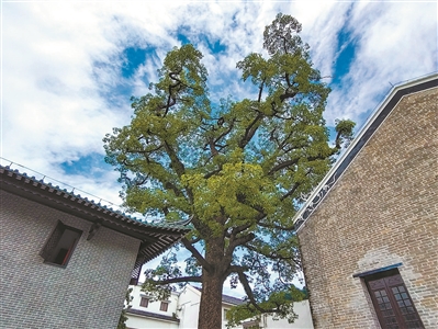 光孝寺里 古樹百年