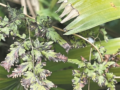 華南國(guó)家植物園開(kāi)展“極端高溫下的植物生存大調(diào)查”