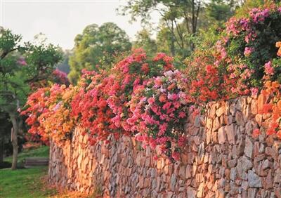 三季開花、四季常綠 廣州簕杜鵑天橋應(yīng)用水平全國領(lǐng)先