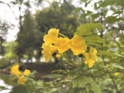 華南國(guó)家植物園各色植物爭(zhēng)奇斗艷