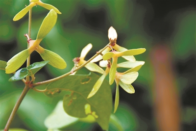 華南國(guó)家植物園舉辦“即將消失的美麗”珍稀瀕危植物展