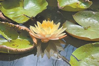 “濕地雛形”水生植物園成熱門(mén)打卡景區(qū)
