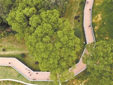 廣州累計建成3800公里城市綠道、擁有各類公園逾1200個、種植主題花樹40萬株……