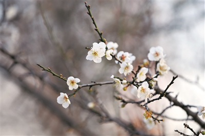 冬日賞梅 繁花似雪