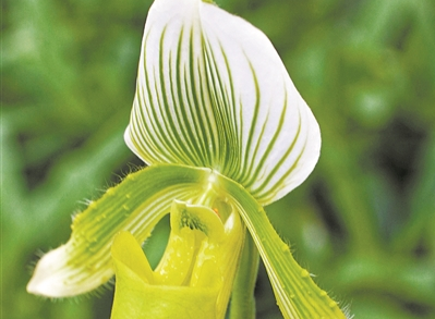 華南國家植物園蘭園計劃建成世界一流專類園