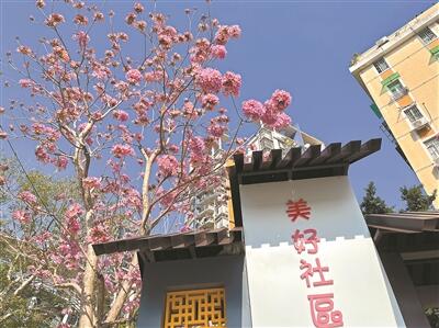 羊城最美“春花” “風(fēng)鈴木家族”當(dāng)仁不讓