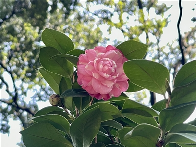 華南國家植物園山茶園中群芳斗艷