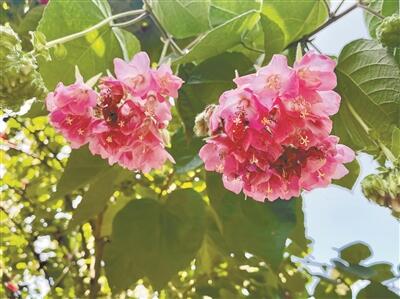 春意拋來“粉繡球” 非洲芙蓉“倒頭掛”