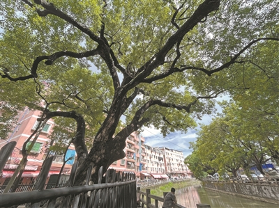 涌邊古樟 守護(hù)村民