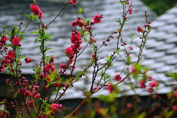 羊城春來早，云山桃花開