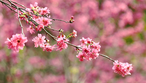 櫻花
