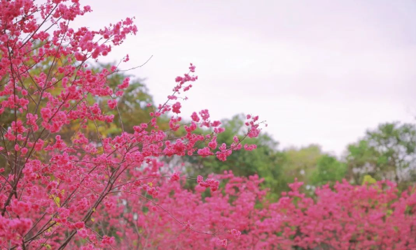 櫻花正爛漫，莫負(fù)好時光，花期短，速來！