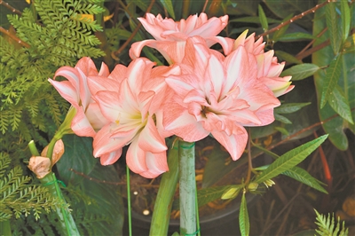 草長(zhǎng)鶯飛四月天 又到一年賞花時(shí)