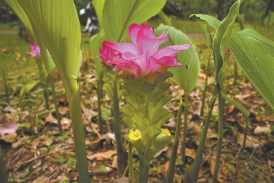 形似“紅蓮花” 實(shí)名“大莪術(shù)”