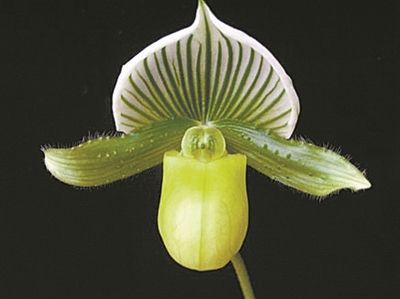 中國(guó)科學(xué)院華南植物園推出“絕·美——珍奇兜蘭展”