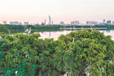 廣州重視生態(tài)文明建設 彰顯生物多樣性魅力
