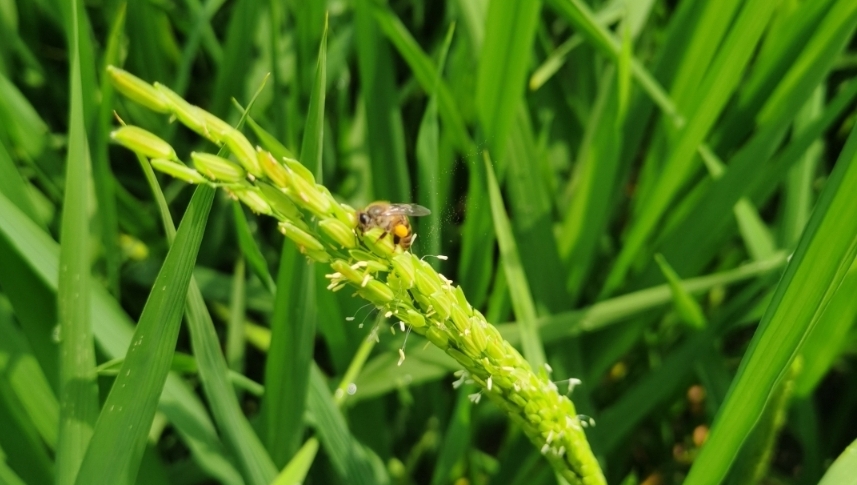 華南國家植物園將舉辦“世界環(huán)境日”特色活動