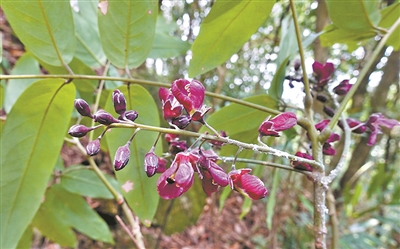 新突破！這兩種紅豆屬植物“再現(xiàn)”