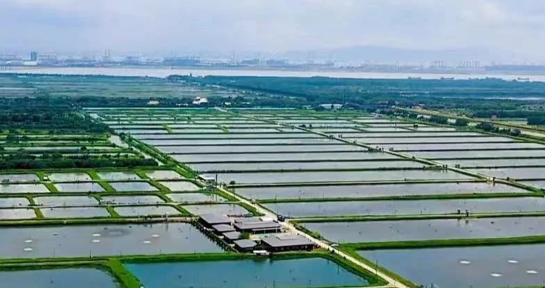 小小青蟹 產(chǎn)值十億 南沙發(fā)力建設(shè)“藍色糧倉”