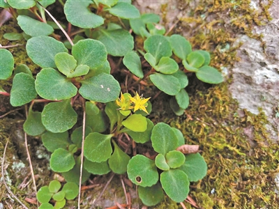 華南國家植物園開展植物引種和資源調查