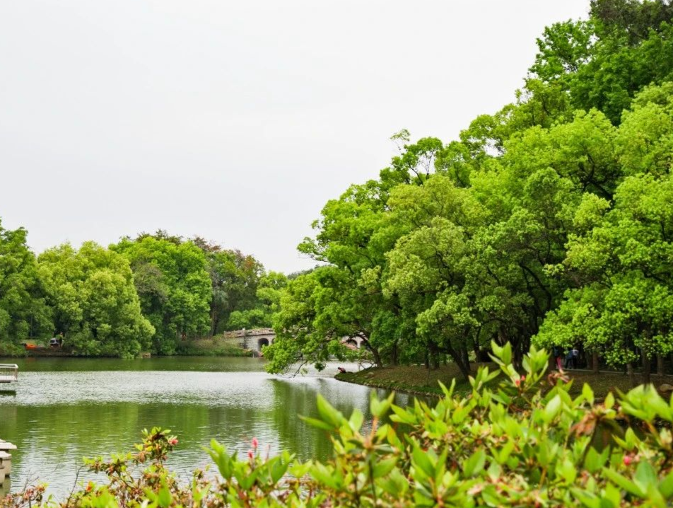 市人大常委會(huì)開展“用好本土野生植物，打造綠美廣州家園”調(diào)研